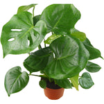 Load image into Gallery viewer, Monstera
