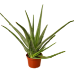 Load image into Gallery viewer, Vera
