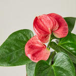 Load image into Gallery viewer, Laceleaf Red
