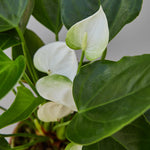 Load image into Gallery viewer, Laceleaf White
