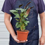 Load image into Gallery viewer, Grey
