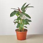 Load image into Gallery viewer, Grey
