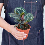 Load image into Gallery viewer, Medallion
