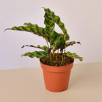 Load image into Gallery viewer, Rattlesnake
