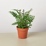 Load image into Gallery viewer, Mahogany
