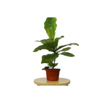 Load image into Gallery viewer, Fiddle Fig
