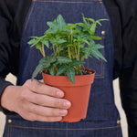 Load image into Gallery viewer, Green California
