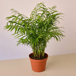 Load image into Gallery viewer, Palm Parlor
