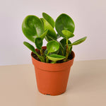 Load image into Gallery viewer, Thailand
