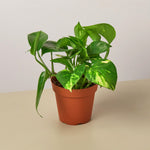 Load image into Gallery viewer, Golden Pothos
