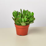 Load image into Gallery viewer, Crassula

