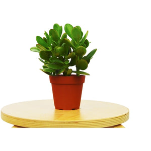 Crassula