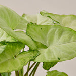 Load image into Gallery viewer, White Butterfly
