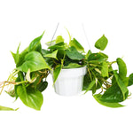 Load image into Gallery viewer, Cordatum
