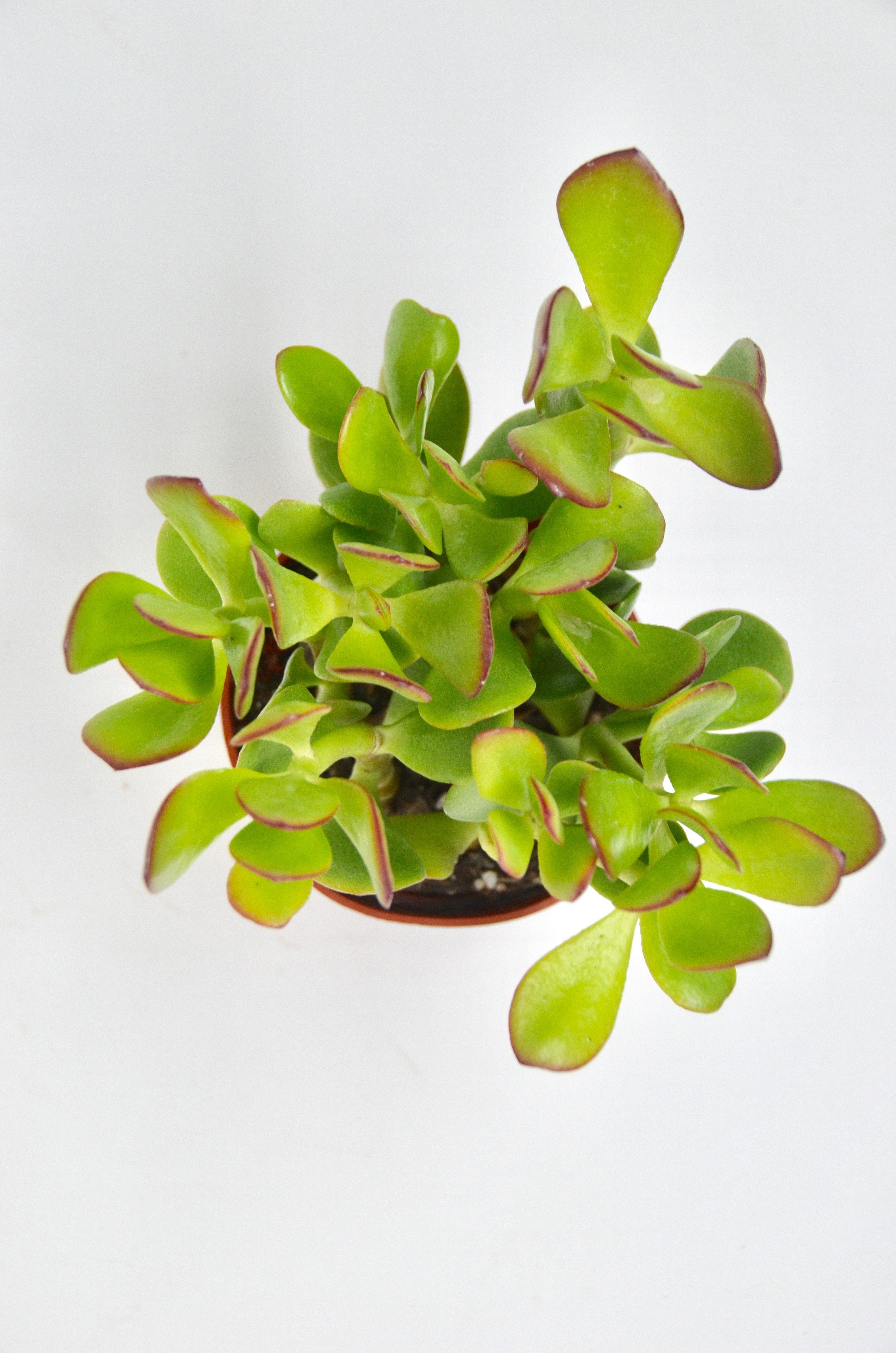 Crassula
