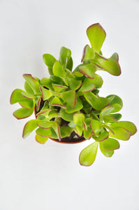 Crassula