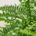 Load image into Gallery viewer, Boston
