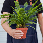 Load image into Gallery viewer, Boston
