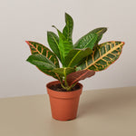 Load image into Gallery viewer, Petra
