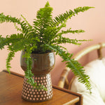 Load image into Gallery viewer, Boston
