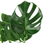 Load image into Gallery viewer, Monstera
