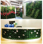 Load image into Gallery viewer, Willow
